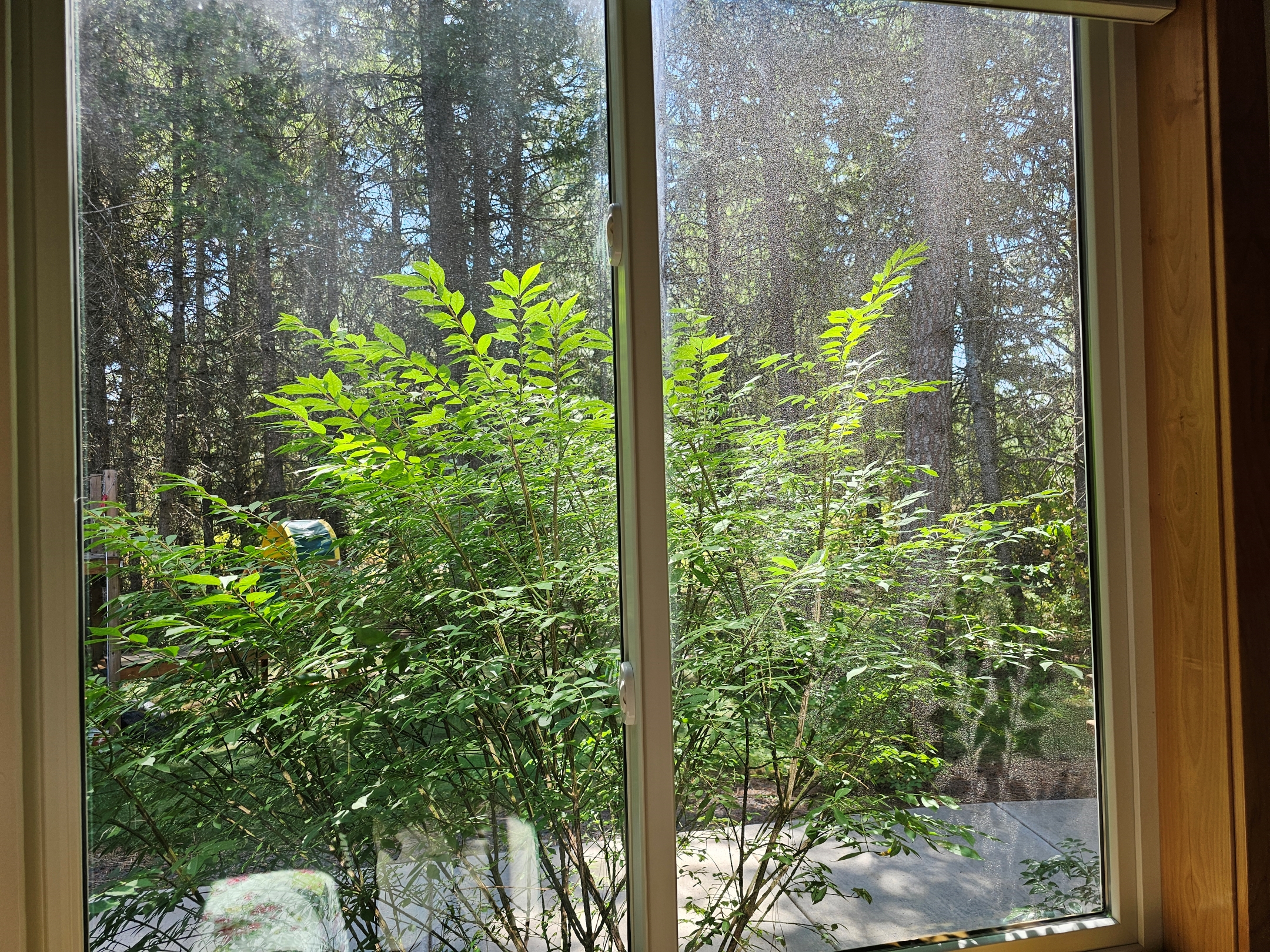 Before: Dirty window from inside